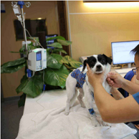 pet-hospital