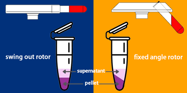 Centrifuged Blood Sample Guide