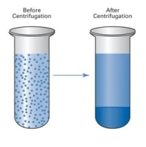 centrifuge tube pellet